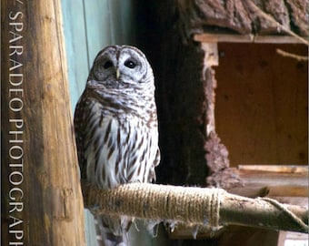 Barred Owl