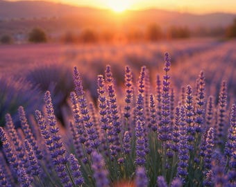Perfume natural con aceite esencial de lavanda francesa