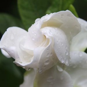 Gardenia Scented Handcrafted Roll On Body Perfume, Gardenia Perfume Oil Spray, Alcohol Free Perfume, (Sizes: 10ml .33 oz, 15ml 0.5oz or 1oz)