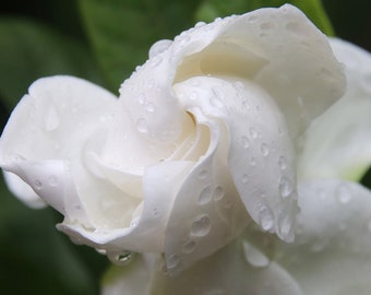 Gardenia Perfume Oil: Handcrafted Alcohol-Free Fragrance