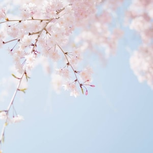Huile de parfum de fleur de cerisier, huile pour le corps sans alcool fabriquée à la main