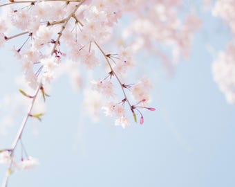 Cherry Blossom Perfume Oil, Handcrafted Alcohol Free Body Oil