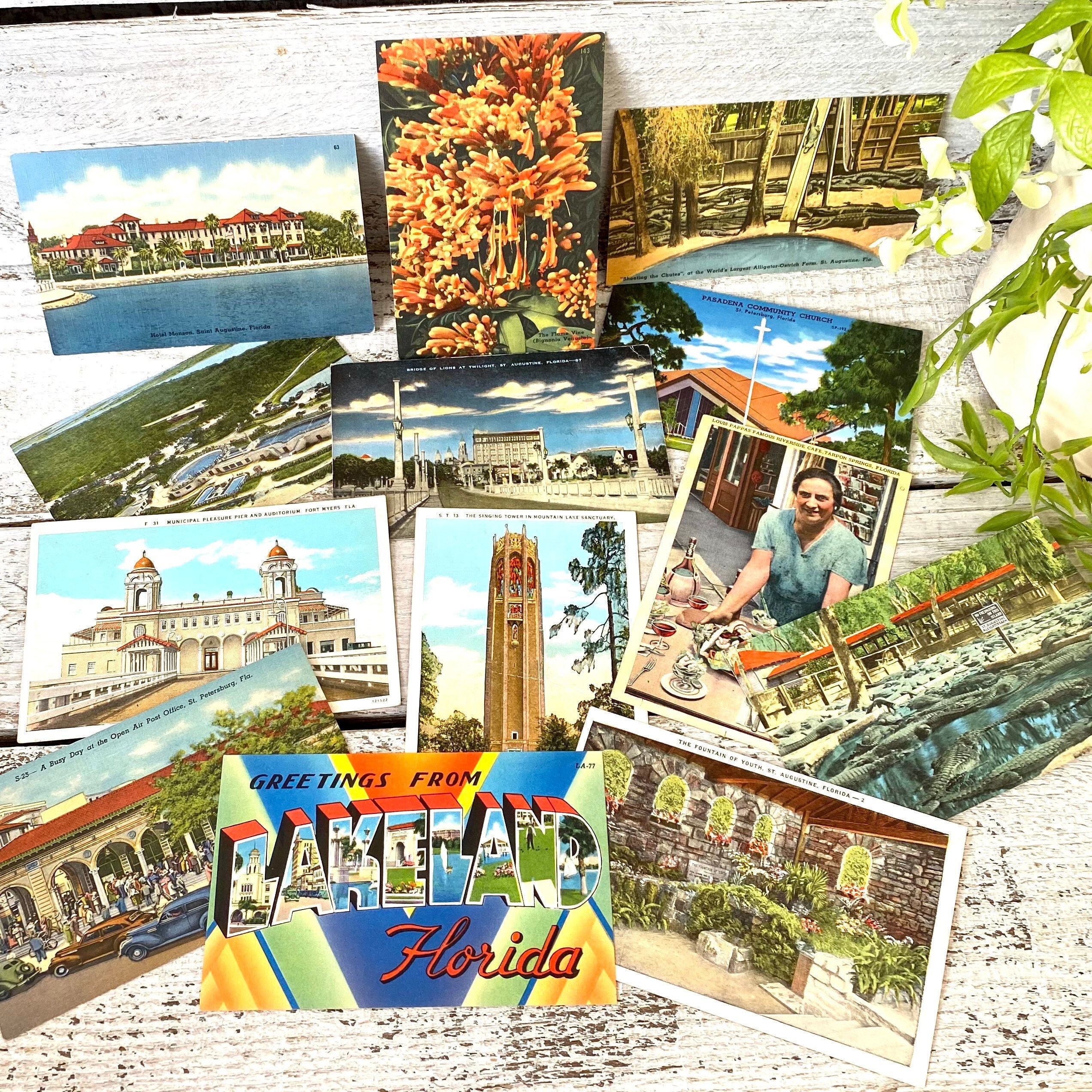 Vintage Florida Tropical Postcards 1950s and Earlier Etsy