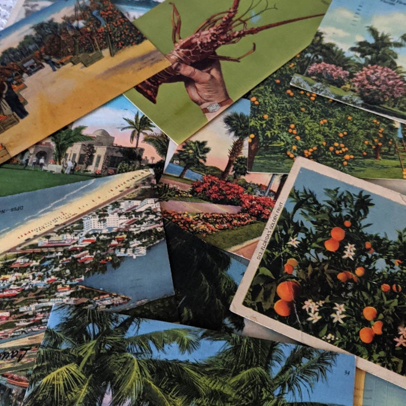 Lot of Five Vintage Florida Tropical Postcards Etsy