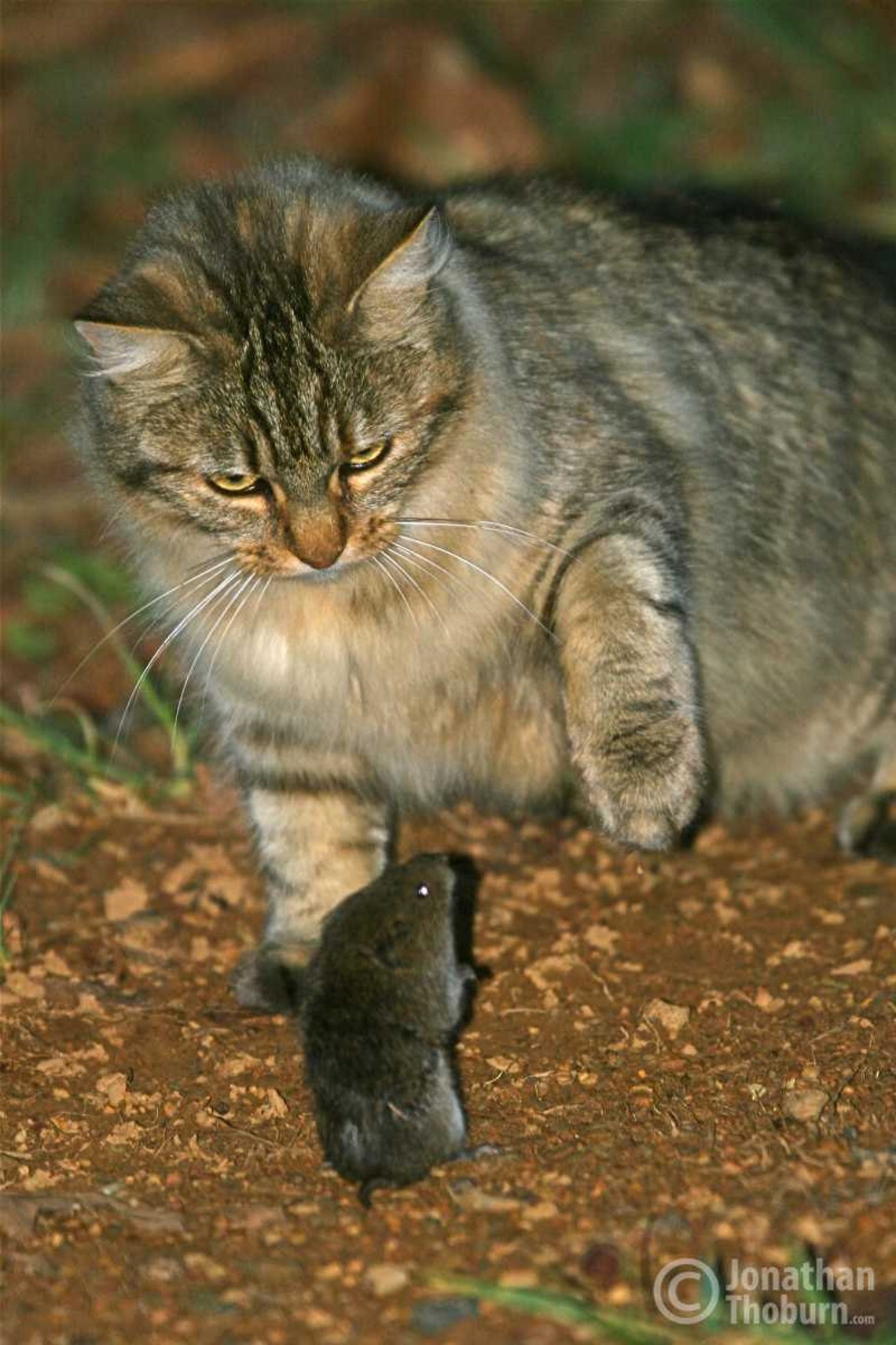 Mouse Standing Up to a Farm Cat Feline Photograph Kitten Etsy