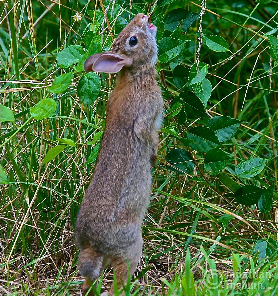 Wild Rabbit Standing to Reach for Greens Rabbit Picture Etsy
