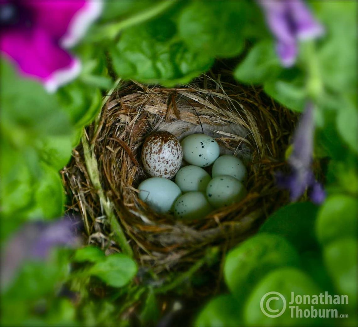 Bird Nest Nestled in a Flower Pot Blue Eggs Bird Nest Photo Etsy