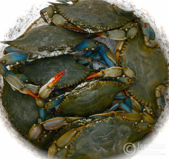 Blue Crabs in Myrtle Beach South Carolina Seafood Etsy