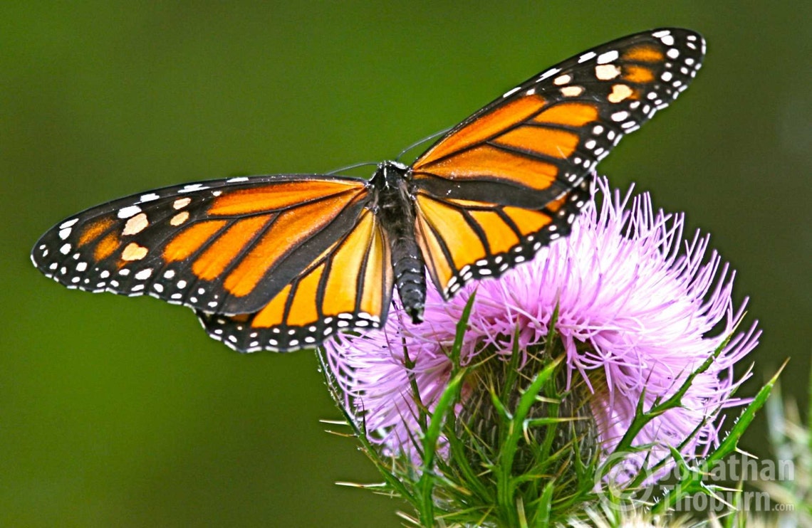 Monarch Butterfly on Thistle Virginia Nature Photograph 10x15 Etsy