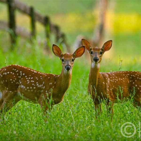Twin Fawns in the Meadow, Deer Photography, Whitetail Deer, Wildlife Art, Spring Meadow, Nursery Decor, Animal Print, Nature Photo, Hunting