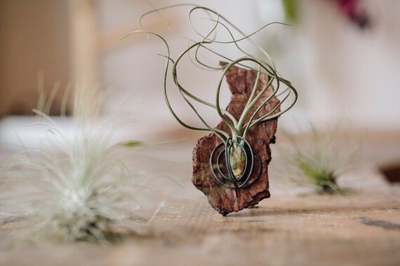 Support For Air Plant Decorative Floor Support Tillandsia Etsy