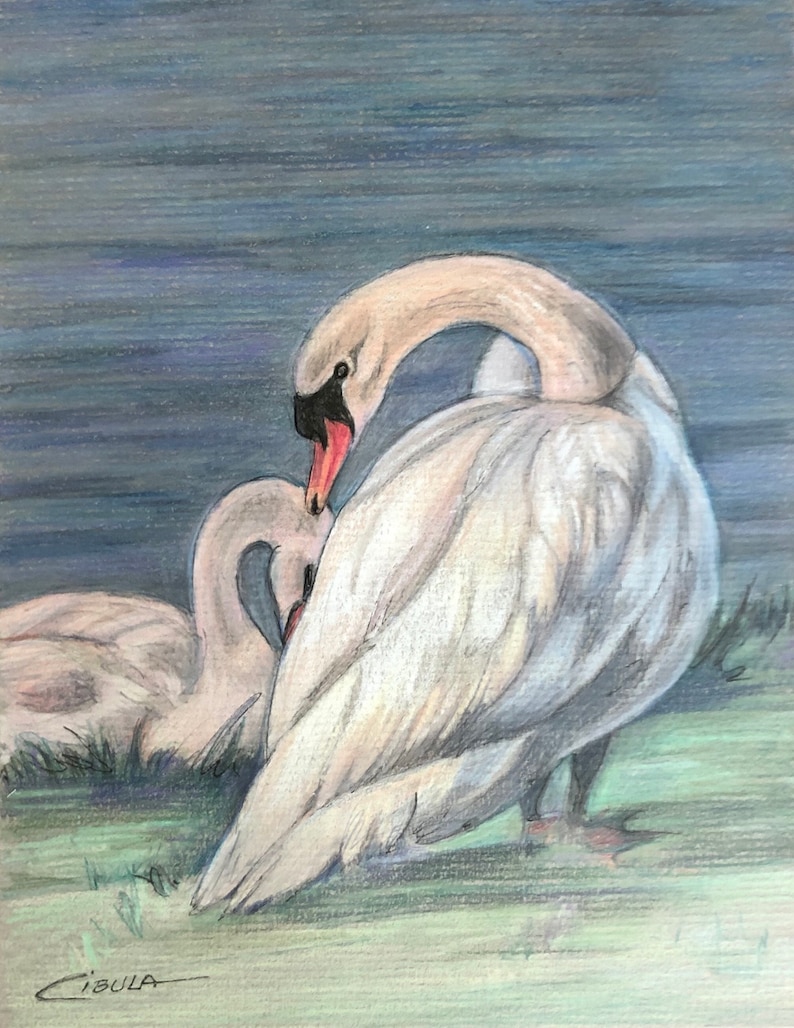 Original Wikdlife Bird Drawing of a Swan and her young