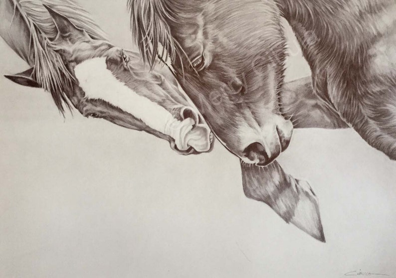 Equine Art Horse Drawing Limited edition print of an original equine graphite pencil drawing entitled Horse Play.