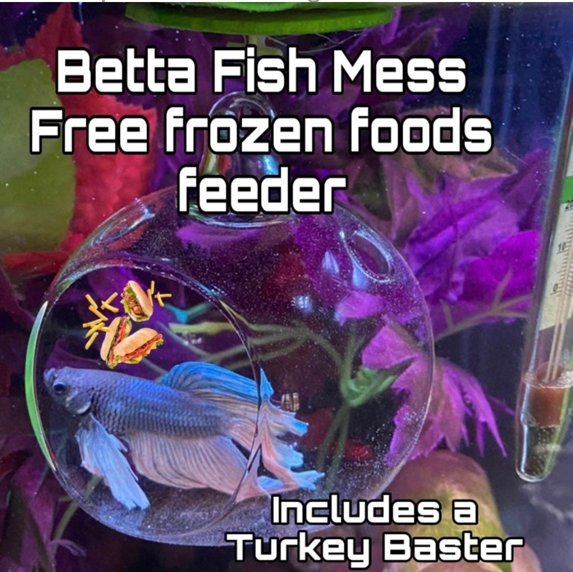 frozen betta fish tank