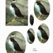 The Puffin Pyramage