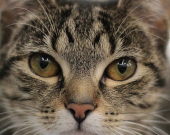 Tabby Cat Closeup - Fine Art Photography - Tabby Cat Art - Pet Photography - Digital Photo Print - Animal Photo - Animal Rescue Gift