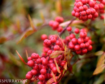 Red Berries Photo - Thanksgiving Photo - Fall Photo Print - Nature Photography - Macro Photography - Bright Colors - Nature Closeup