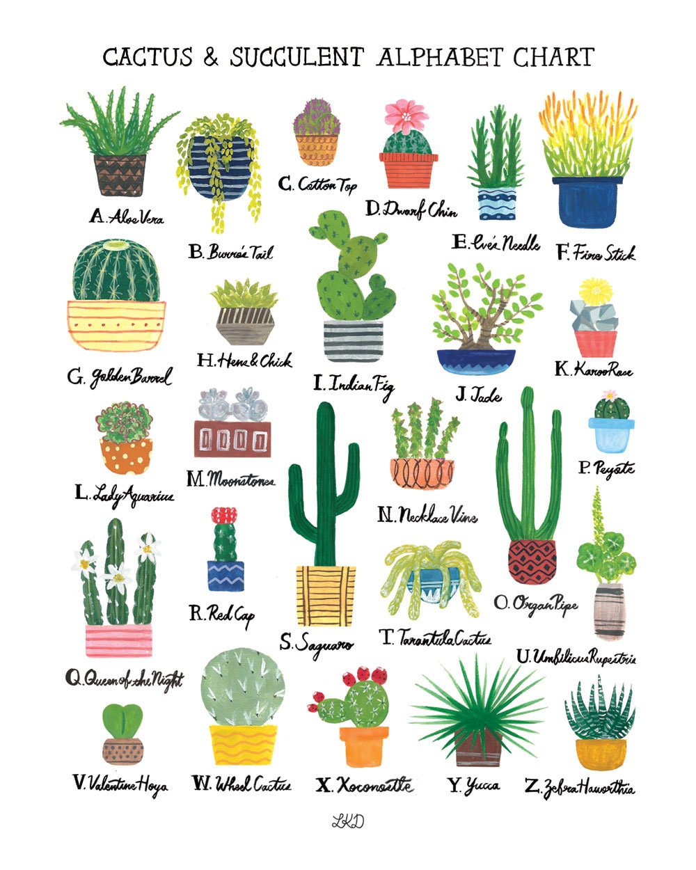 Types Of Cactus Chart