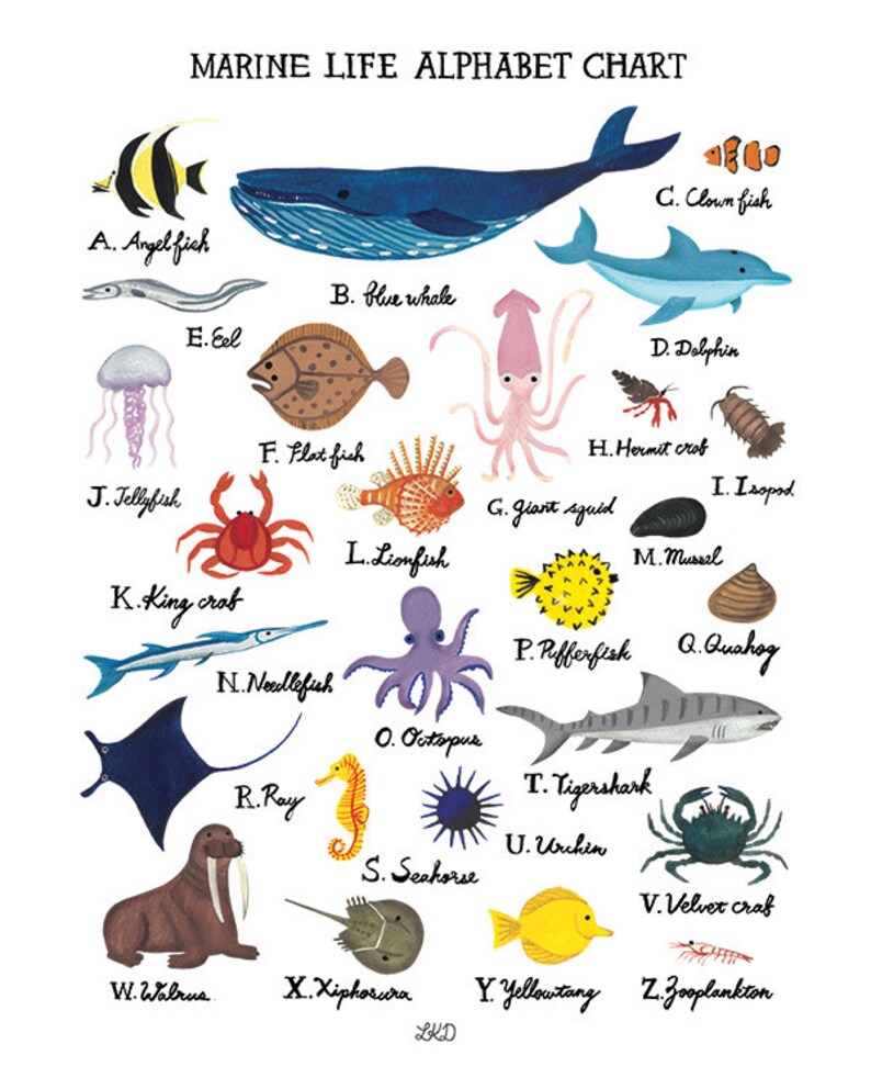 Marine Life Alphabet Chart Art Print | Etsy