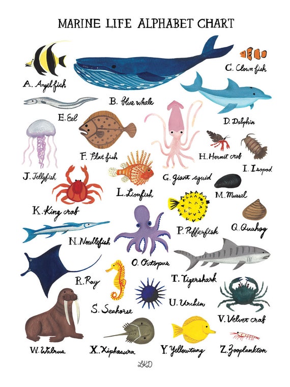 Marine Life Alphabet Chart Poster 18x24 - Etsy