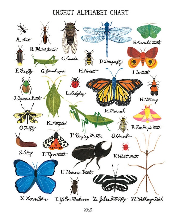 Butterfly Alphabet Chart