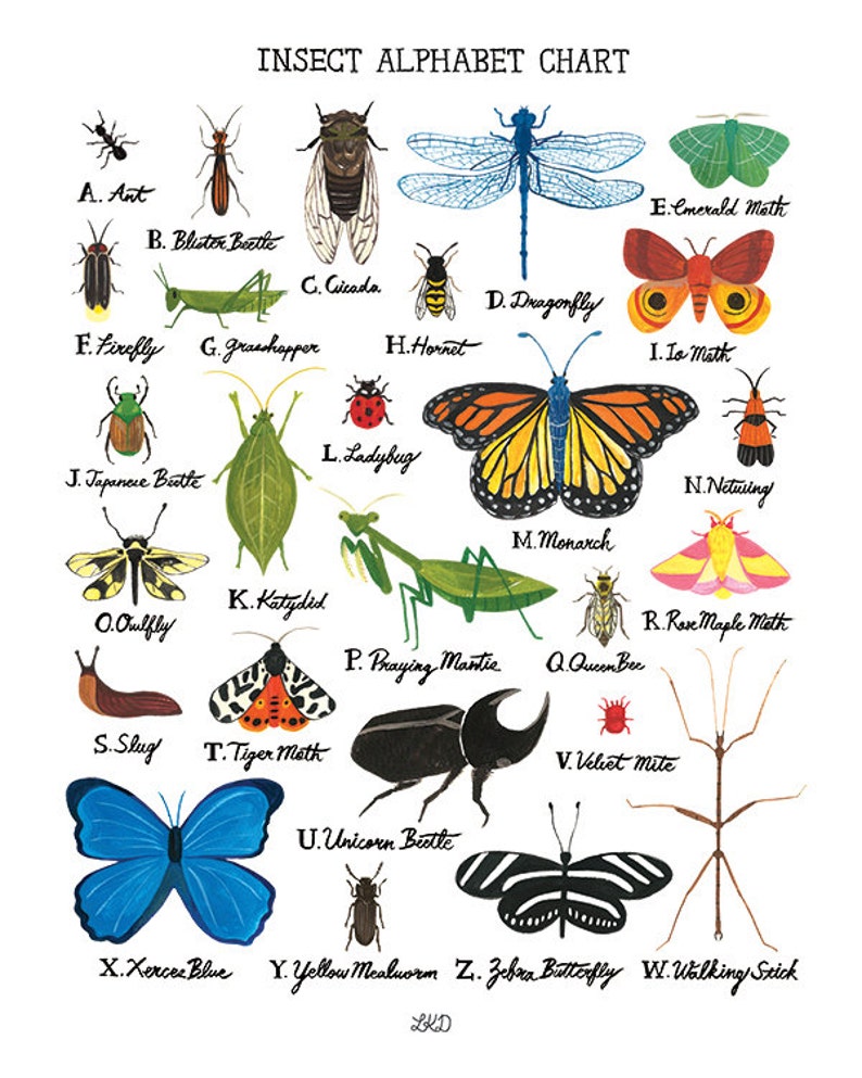 Insect Alphabet Chart Art Print Etsy
