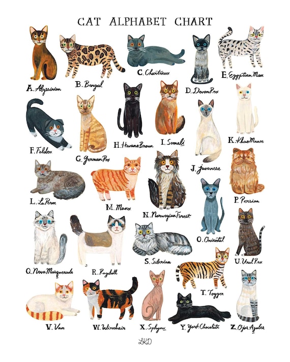 Alphabet Cat Breeds Chart Cat Alphabet Chart Art Print