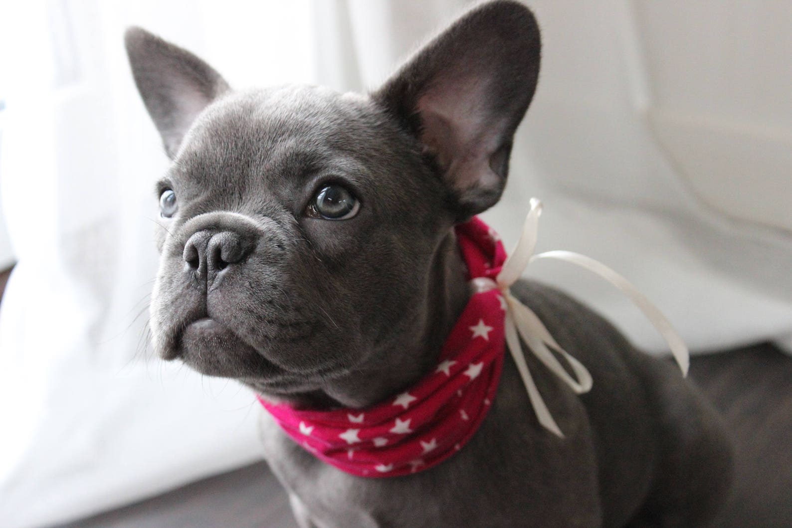 Hundeloop Hundeschal Loop für Hunde Etsy