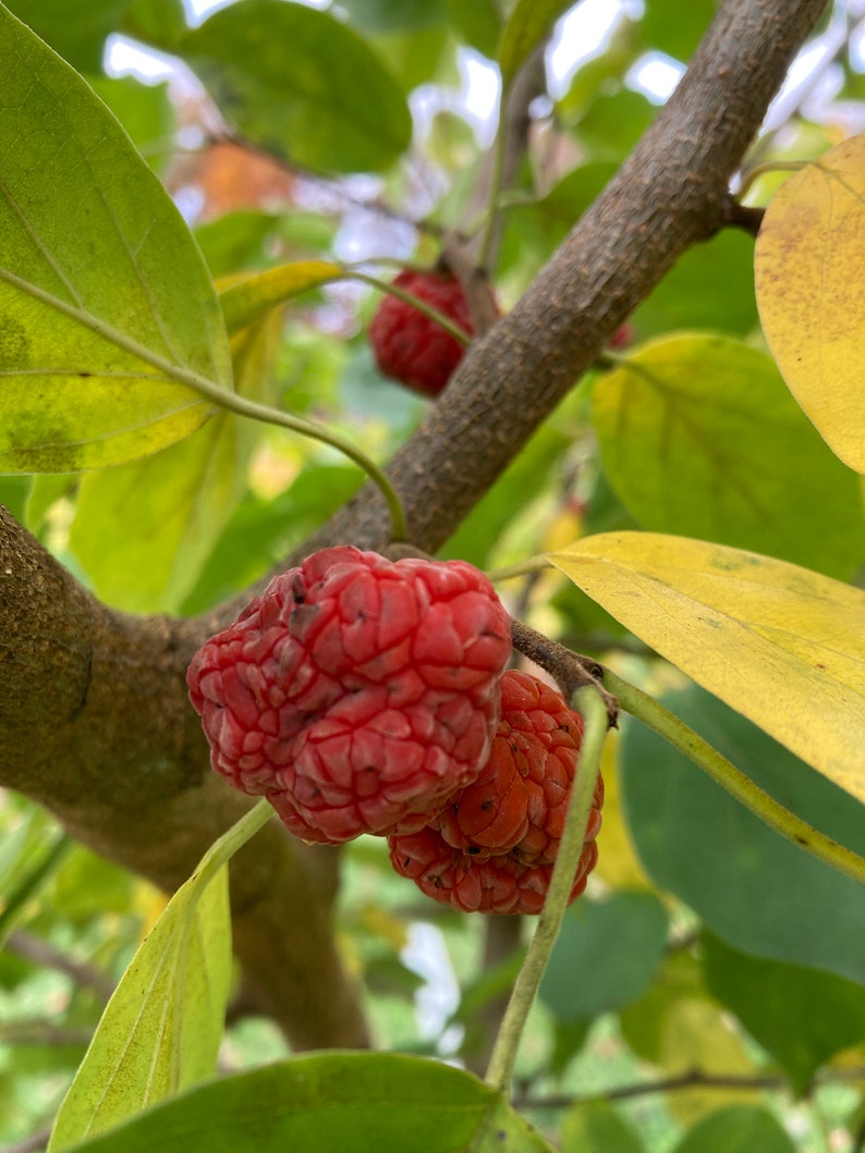 Che Tree, Mandarin Melon Berry free Shipping Etsy