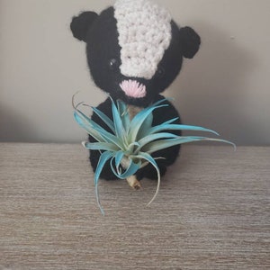 May include: A handmade crochet skunk holding a blue-green air plant. The skunk has a black body, white stripe, and pink mouth. The air plant has long, slender leaves. The skunk is sitting on a wooden surface.