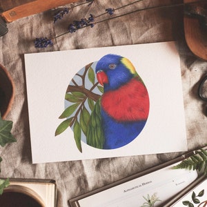 Rainbow Lorikeet Fine Art Giclée Print, Native Australian Birds, Wildlife Watercolour Painting, Parrot Art, Nature Illustration, Bird Art