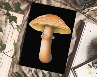 Blusher Mushroom Fine Art Giclée Print 5x7inch, Amanita Rubescens, Mushroom Illustration, Fungi Art, Fungi Print, Fall Mushroom Print