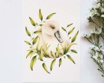 Swan Baby Cygnet Fine Art Giclée Print, Native Birds, Bird Art, Swan Art, Bird Illustration, Wildlife Art, Wildlife Illustration, Fauna Art