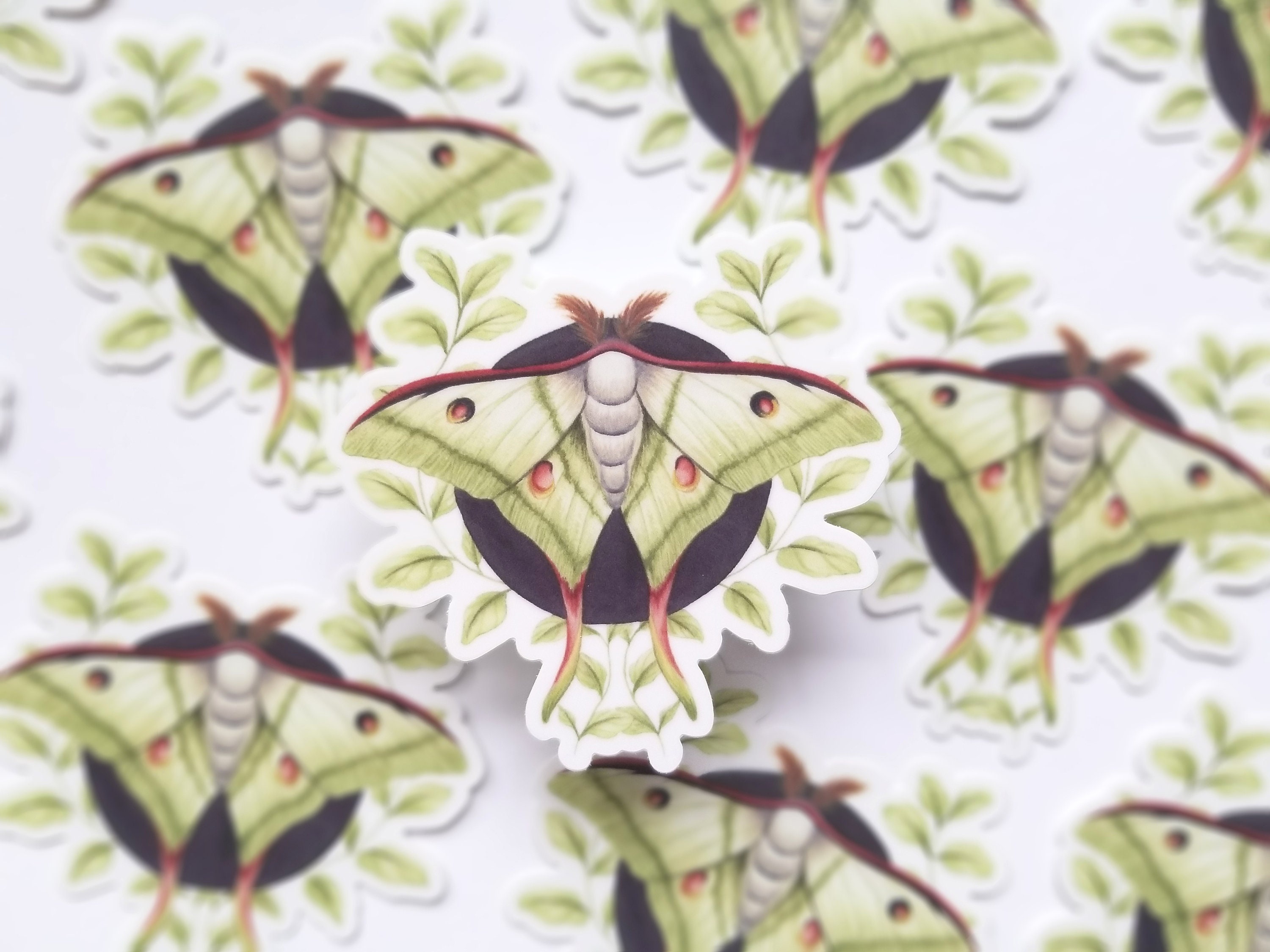 Moon Moth Sticker Indian Moon Moth Vinyl Sticker Moth Illustration Nature - Etsy Australia