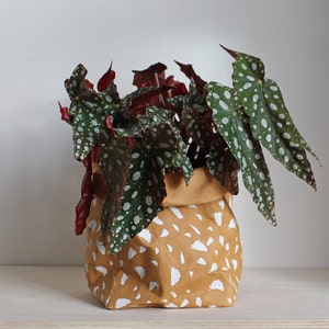 May include: A potted Begonia maculata plant with green leaves speckled with white dots and red undersides. The plant is in a brown paper bag-style pot with a white terrazzo pattern. The pot sits on a white shelf against a white wall.