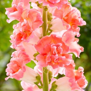 Madame Butterfly Bronze/White F1 Snapdragon Seeds, 50 Flower Seeds // Open Pollinated, Non-GMO, antirrhinum majus