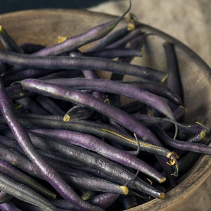 Organic Royal Burgundy Bush Bean Seeds, Purple Beans // Organic, Open Pollinated, Non-GMO, Phaseolus vulgaris