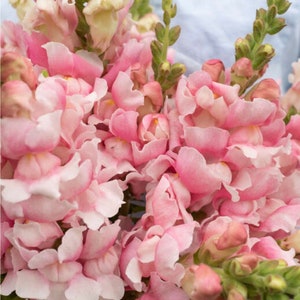 Bridal Pink F1 Snapdragon Seeds, Pinks With White Snapdragons // Open Pollinated, Non-GMO, Antirrhinum majus