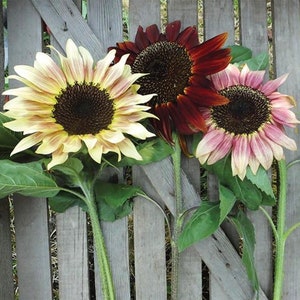 Razzmatazz F1 Sunflower Seeds, Blended Bi-Color and Solid Sunflowers // Non GMO, Helianthus annuus
