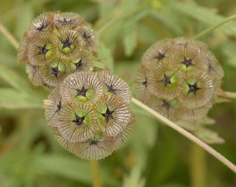 Starflower Stellata Scabiosa Seeds, 25 Count, Drumstick Flower