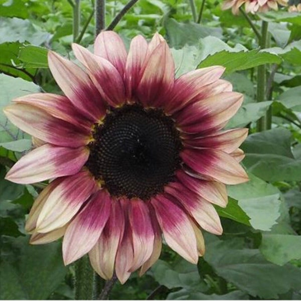 ProCut® Plum F1 Sunflower Seeds, Bi Color Sunflowers, Single Stem Cut Flowers, 25 Seeds // Non GMO, helianthus annuus