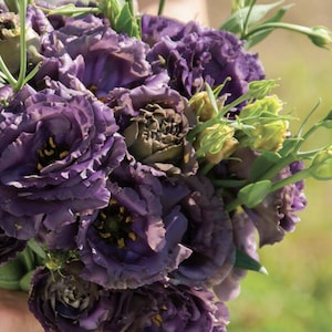 Rosanne Black Pearl (F1) Lisianthus Seeds, Deep Purple // Pelleted, Non-GMO, Eustoma grandiflorum