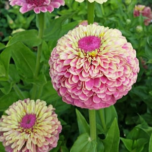 Organic Queeny Lime Blush Zinnia Seeds, Queen Lime Blush // Organic, Open-Pollinated, Non-GMO, Zinnia elegans