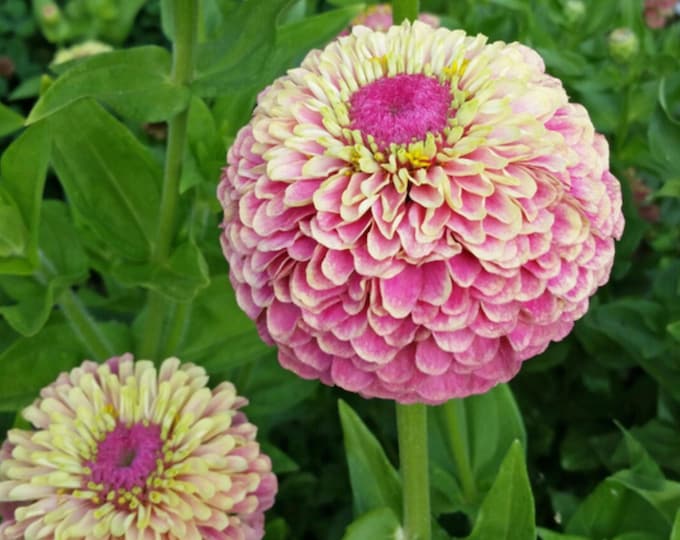 Queeny Lime Blush Zinnia Seeds, Queen Lime Blush // Nongmo, Zinnia