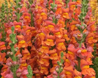 Dark Orange Snapdragon Seeds, Potomac Dark Orange F1, 50 Flower Seeds // Open Pollinated, Non-GMO, antirrhinum majus