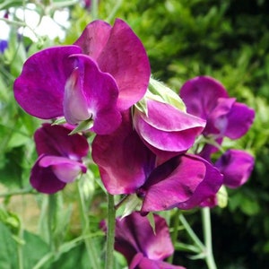 Spencer Beaujolais Sweet Peas, Deep Purple Sweet Pea Flowers, Fragrant Sweet Peas, 30 Seeds // Non-GMO, lathyrus odoratus