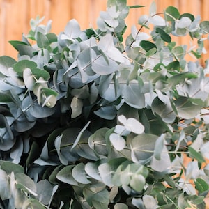 May include: A bunch of eucalyptus leaves with a silvery-green color. The leaves are arranged in a cluster, with some leaves overlapping others.