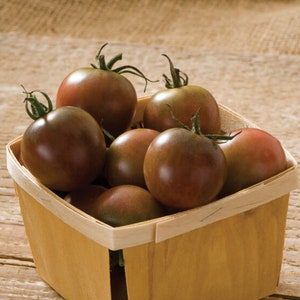 Organic Black Cherry Tomato Seeds // Organic, Non-GMO, Open Pollinated, Solanum lycopersicum