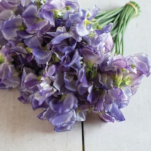 Blue Ripple Sweet Peas, Blue and White Streaked Spencer Series, Annual Sweet Peas, 30 Seeds // Non-GMO, lathyrus odoratus