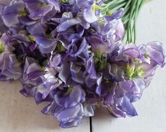 Blue Ripple Sweet Peas, Blue and White Streaked Spencer Series, Annual Sweet Peas, 30 Seeds // Non-GMO, lathyrus odoratus